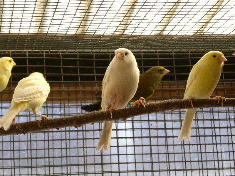 Kanarie u. Grünfink 3720.JPG